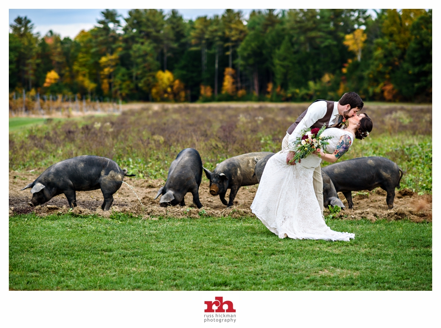 A Groom kisses his bride with pigs in the background at thier New Hampshire Vineyard Wedding!
